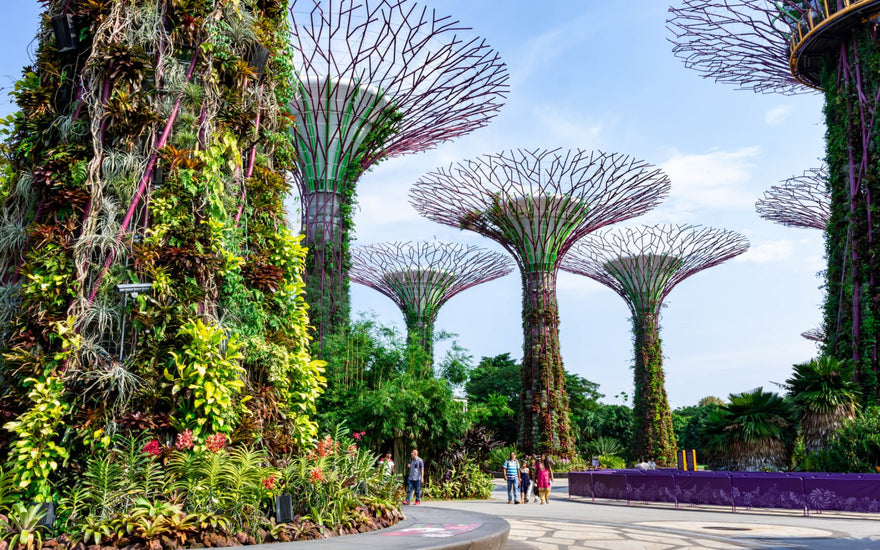 Les Superarbres de Singapour : Merveilles Technologiques ou Aberration Écologique ? - APPIA MARKET